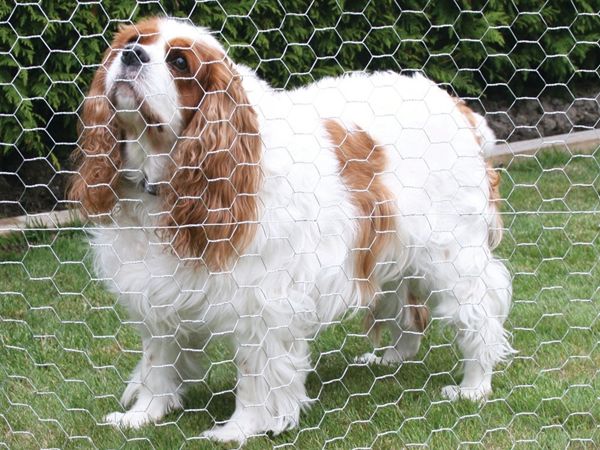 Hexagonal wire netting