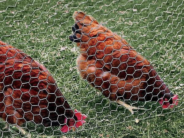 Hexagonal wire netting